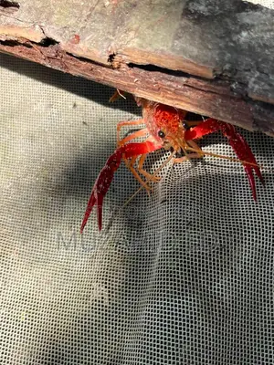 Lobster Fish
