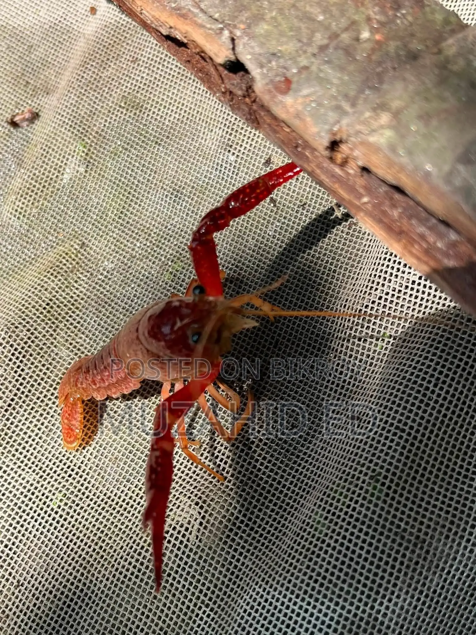 Lobster Fish