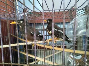 ময়না পাখি ১জোড়া