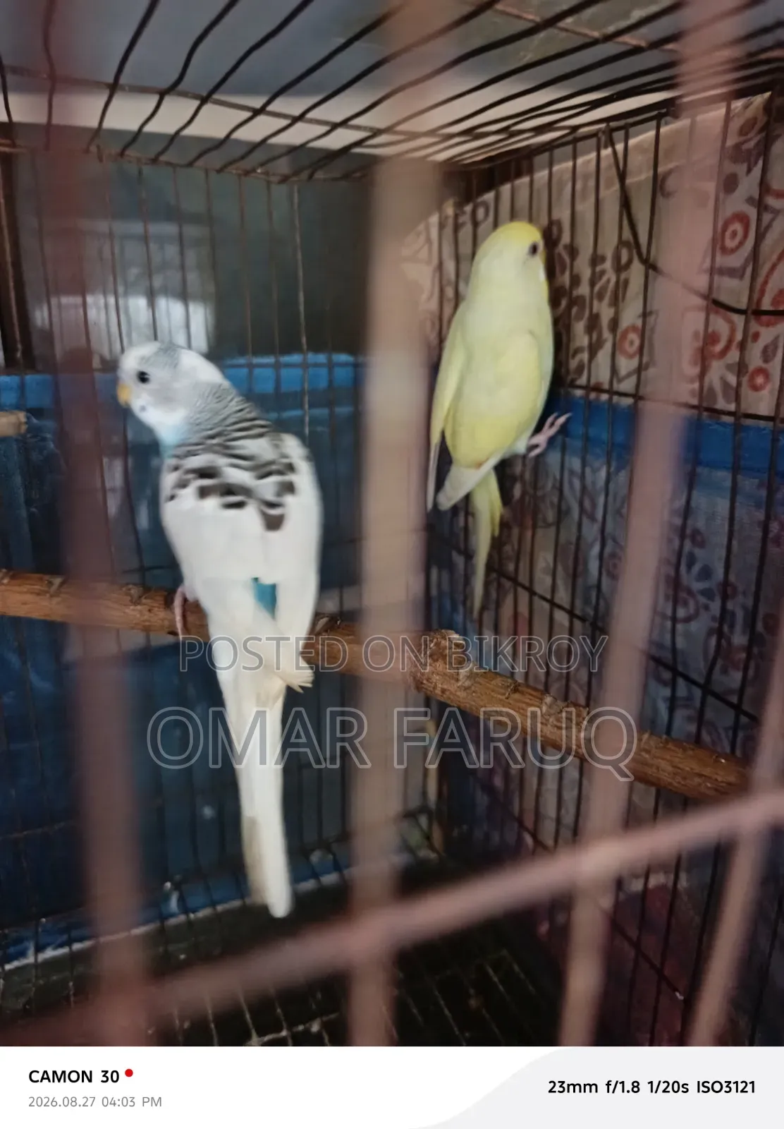 বাজিগর পাখি  পাইট