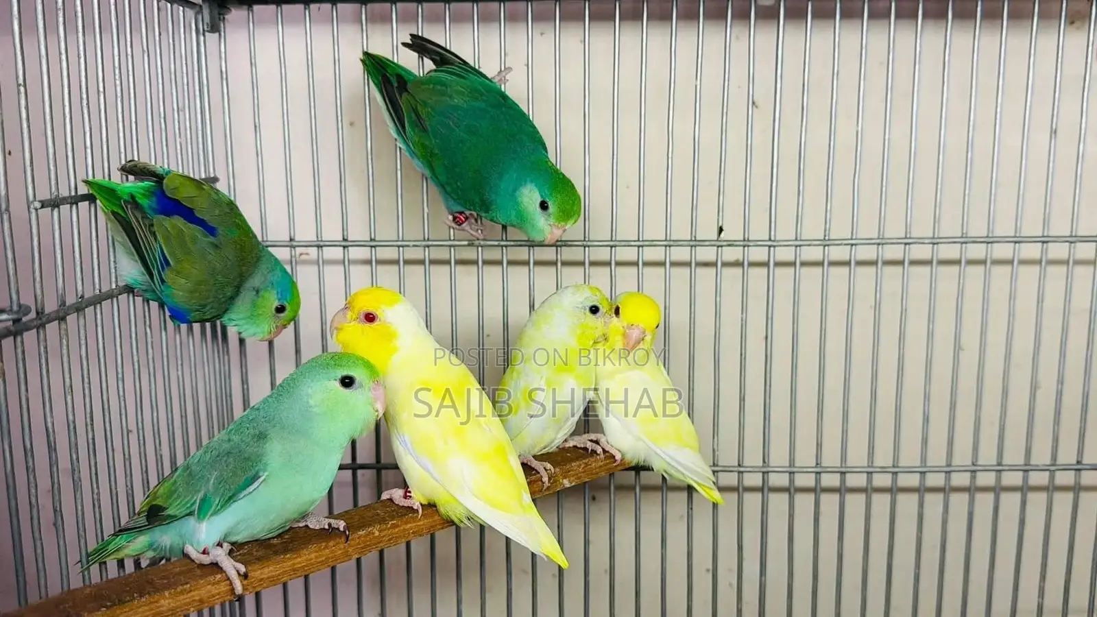 Forpus and Others Birds Available