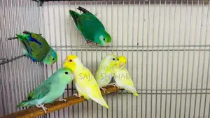 Forpus and Others Birds Available
