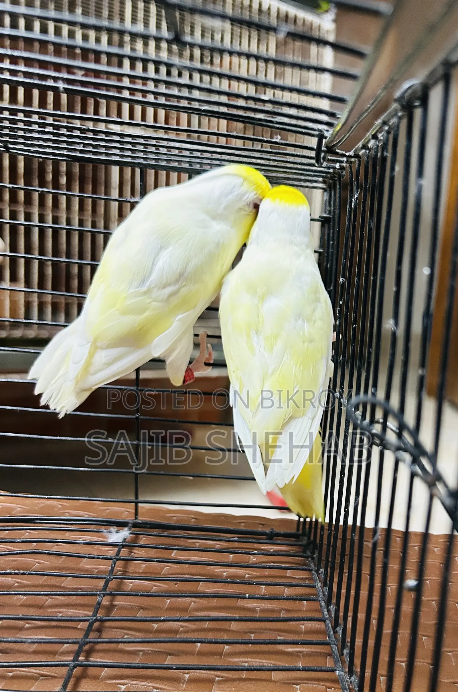 Forpus and Others Birds Available