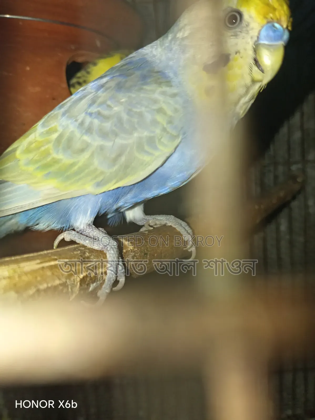একটি ভায়োলেট ক্লিয়ার উইং রেইবো মেল হাতবদল হবে