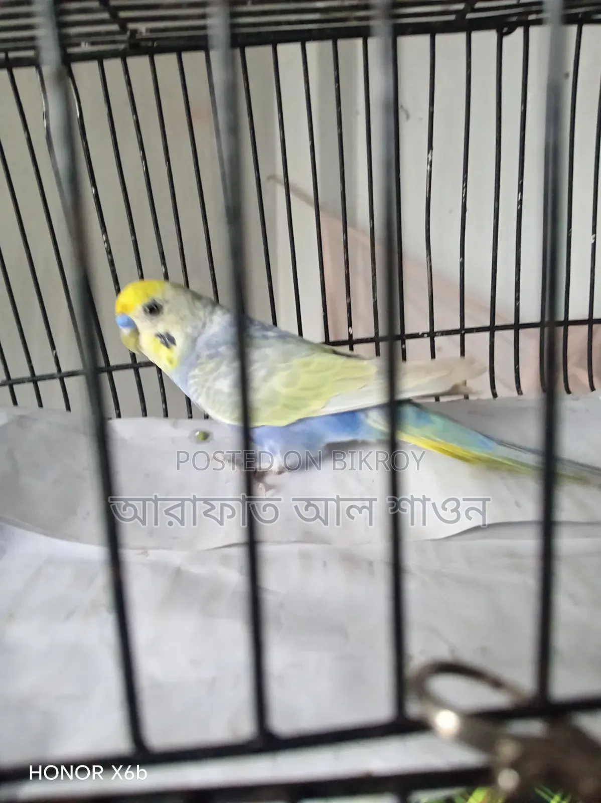 একটি ভায়োলেট ক্লিয়ার উইং রেইবো মেল হাতবদল হবে
