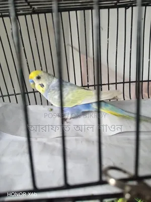 একটি ভায়োলেট ক্লিয়ার উইং রেইবো মেল হাতবদল হবে