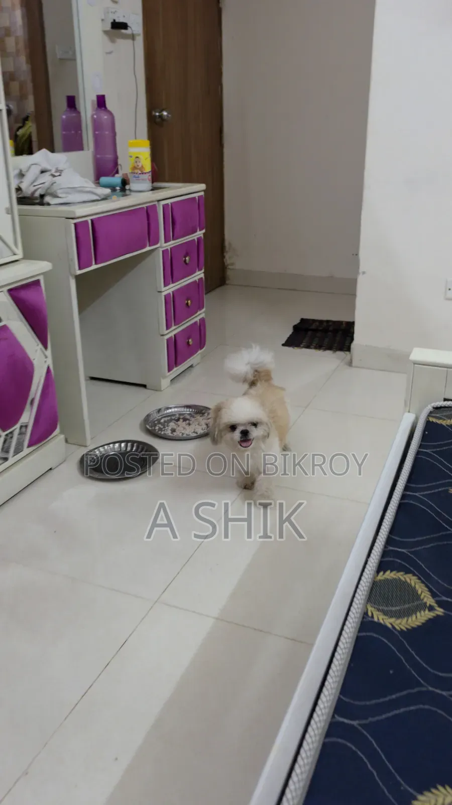 6-12 months Male Purebred Shih Tzu