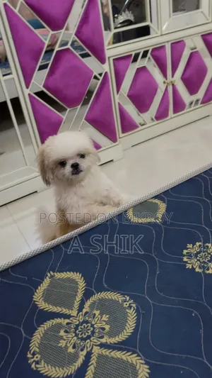 6-12 months Male Purebred Shih Tzu