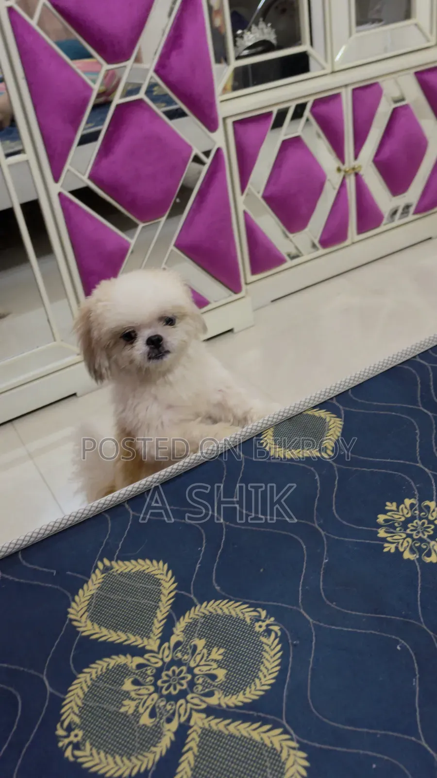 6-12 months Male Purebred Shih Tzu