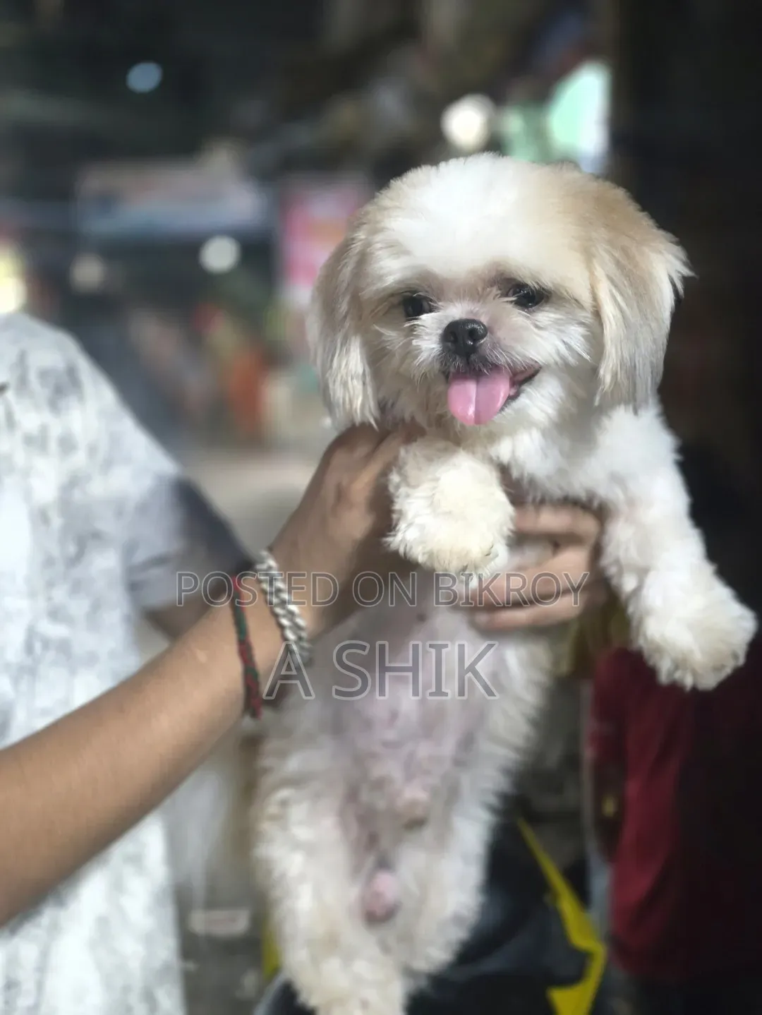 6-12 months Male Purebred Shih Tzu