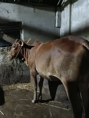 গরু, হাই কোয়ালিটি শাহীওয়াল