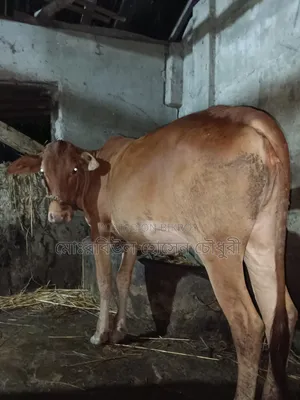 গরু, হাই কোয়ালিটি শাহীওয়াল