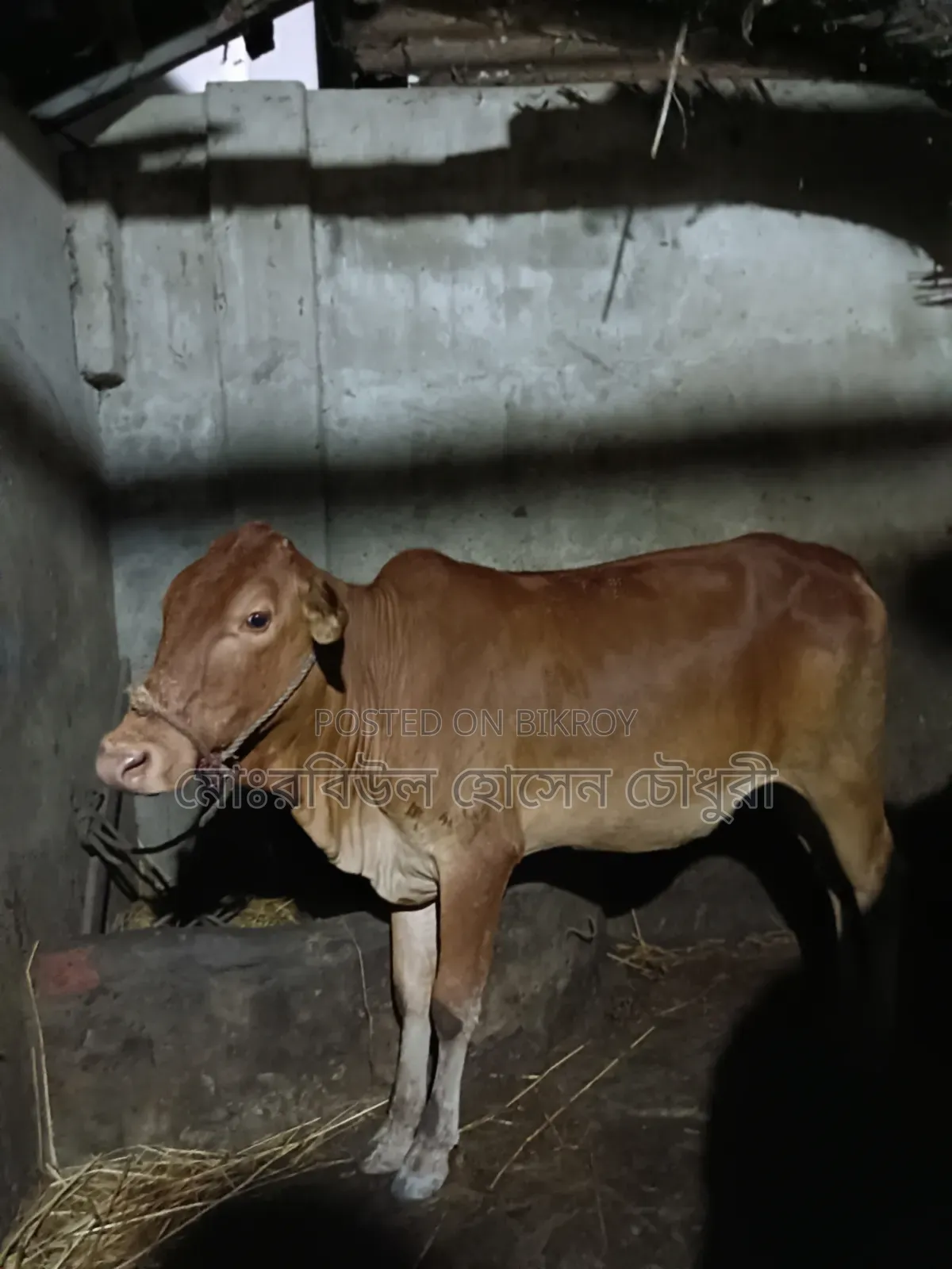 গরু, হাই কোয়ালিটি শাহীওয়াল