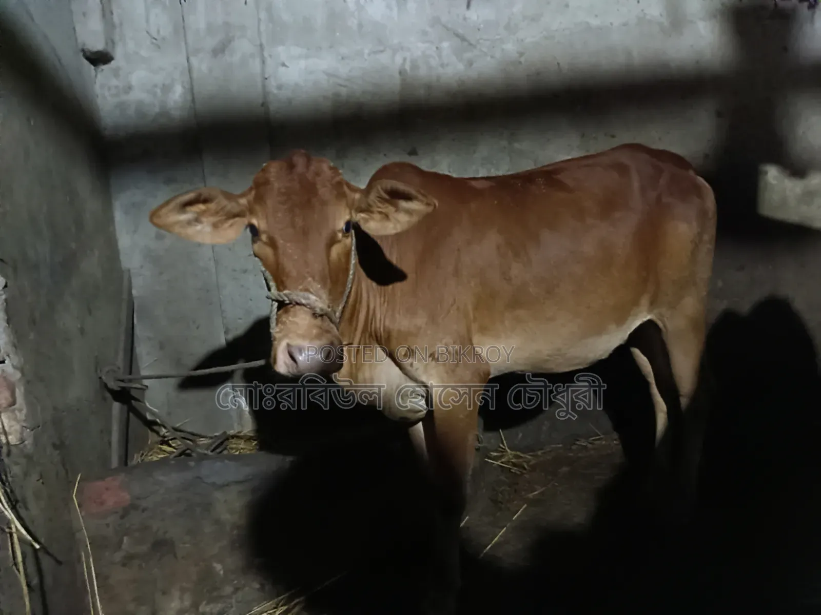 গরু, হাই কোয়ালিটি শাহীওয়াল