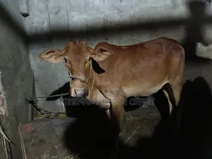 গরু, হাই কোয়ালিটি শাহীওয়াল