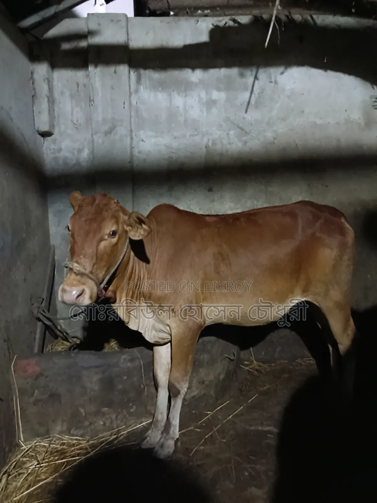 গরু, হাই কোয়ালিটি শাহীওয়াল