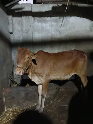 গরু, হাই কোয়ালিটি শাহীওয়াল