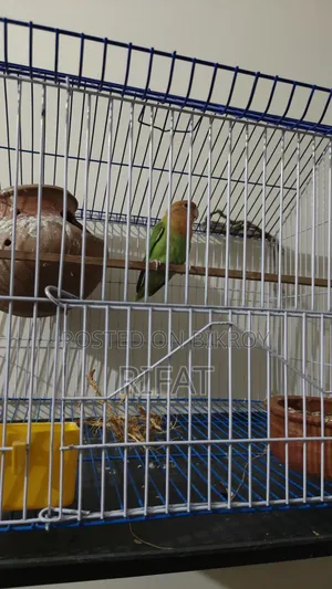 Running Green Fisher Love Bird Urgently Sell