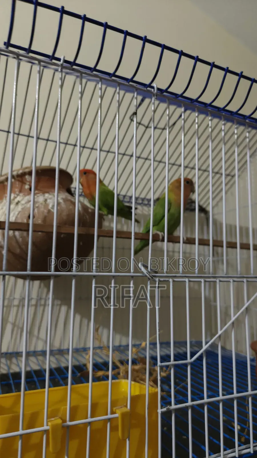 Running Green Fisher Love Bird Urgently Sell