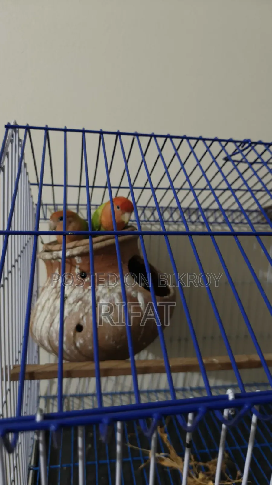 Running Green Fisher Love Bird Urgently Sell