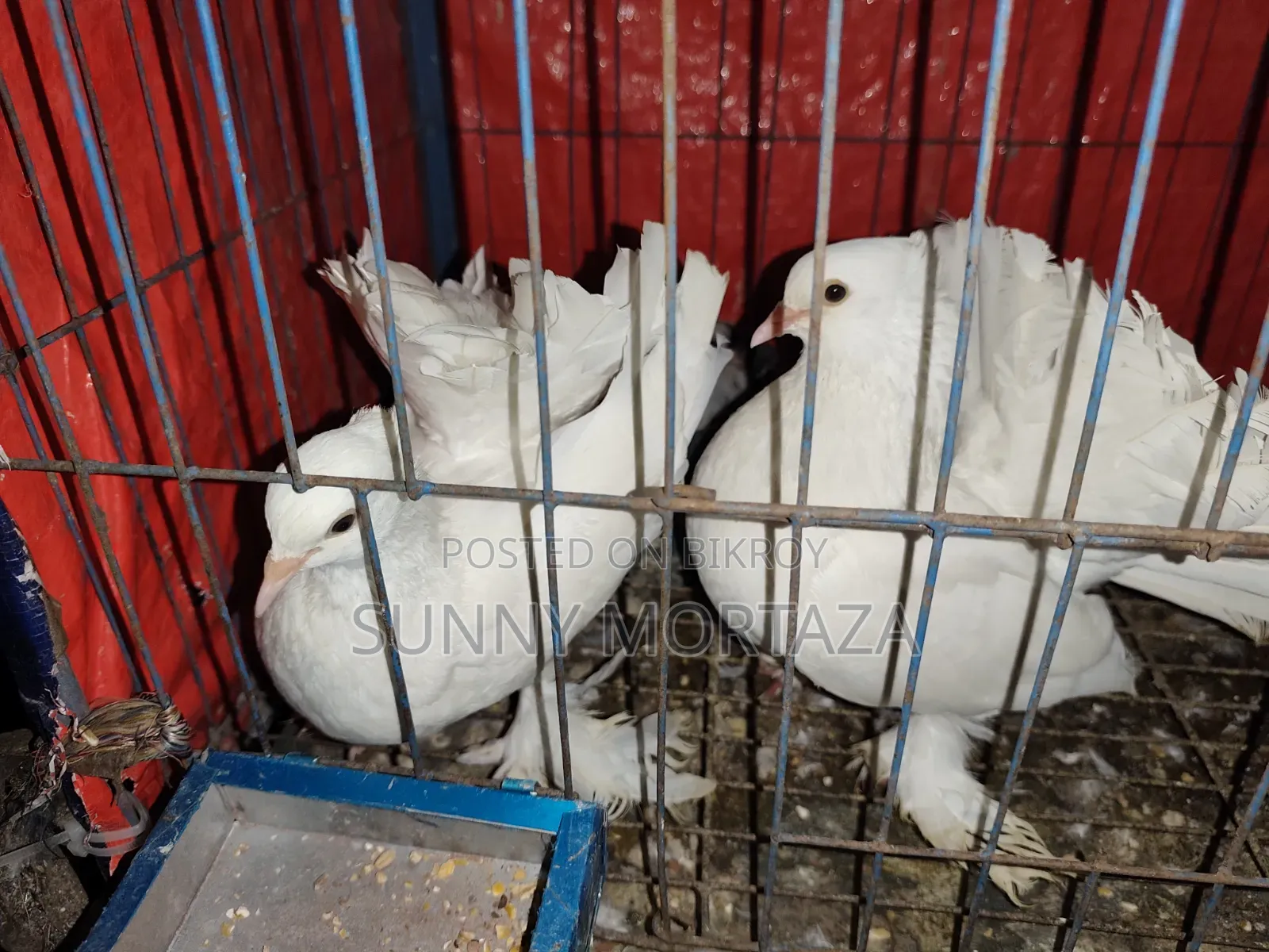 ৫ জোড়া কবুতর বিক্রয় করা হবে