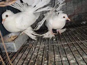 ৫ জোড়া কবুতর বিক্রয় করা হবে