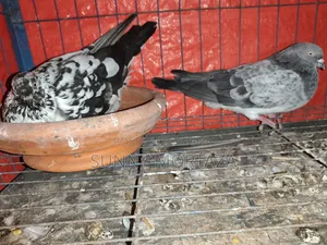 ৫ জোড়া কবুতর বিক্রয় করা হবে