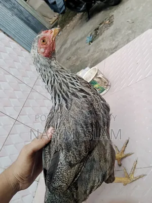 Deshi Murgi