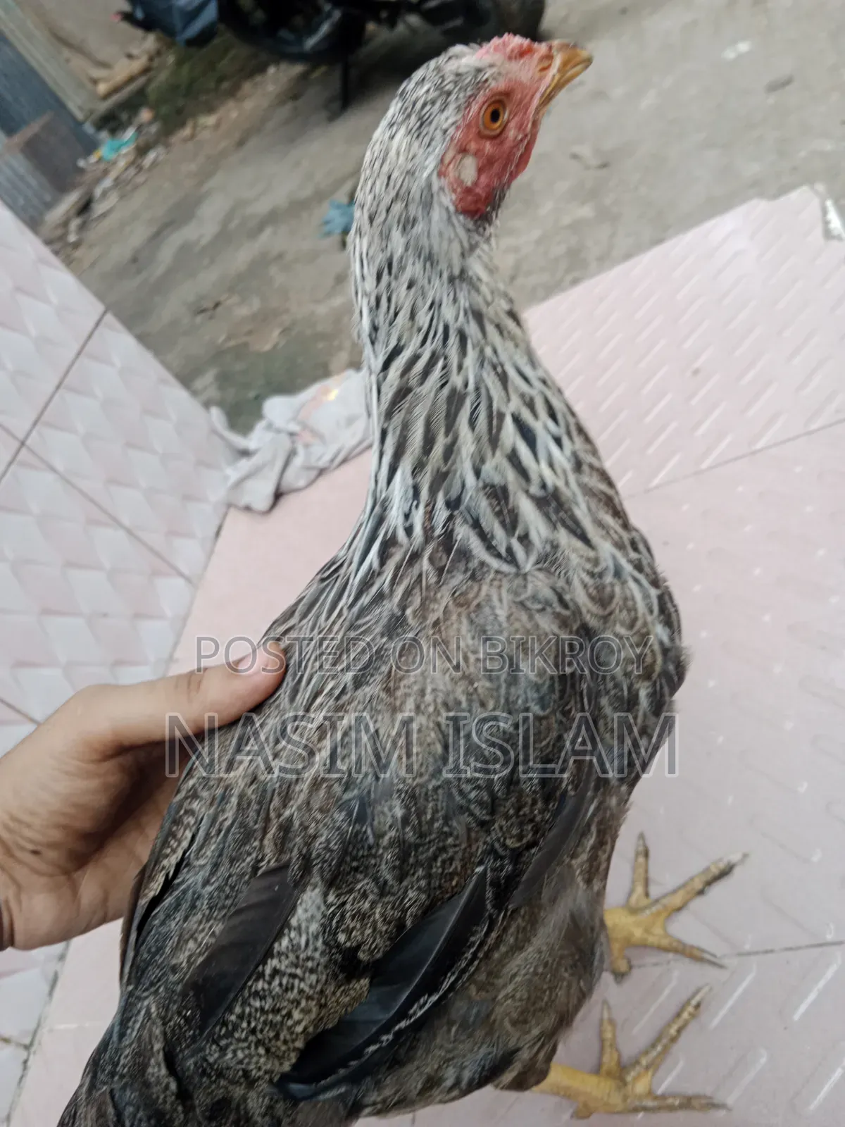 Deshi Murgi
