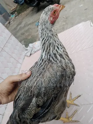 Deshi Murgi