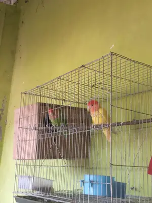 LoveBird Pakhi