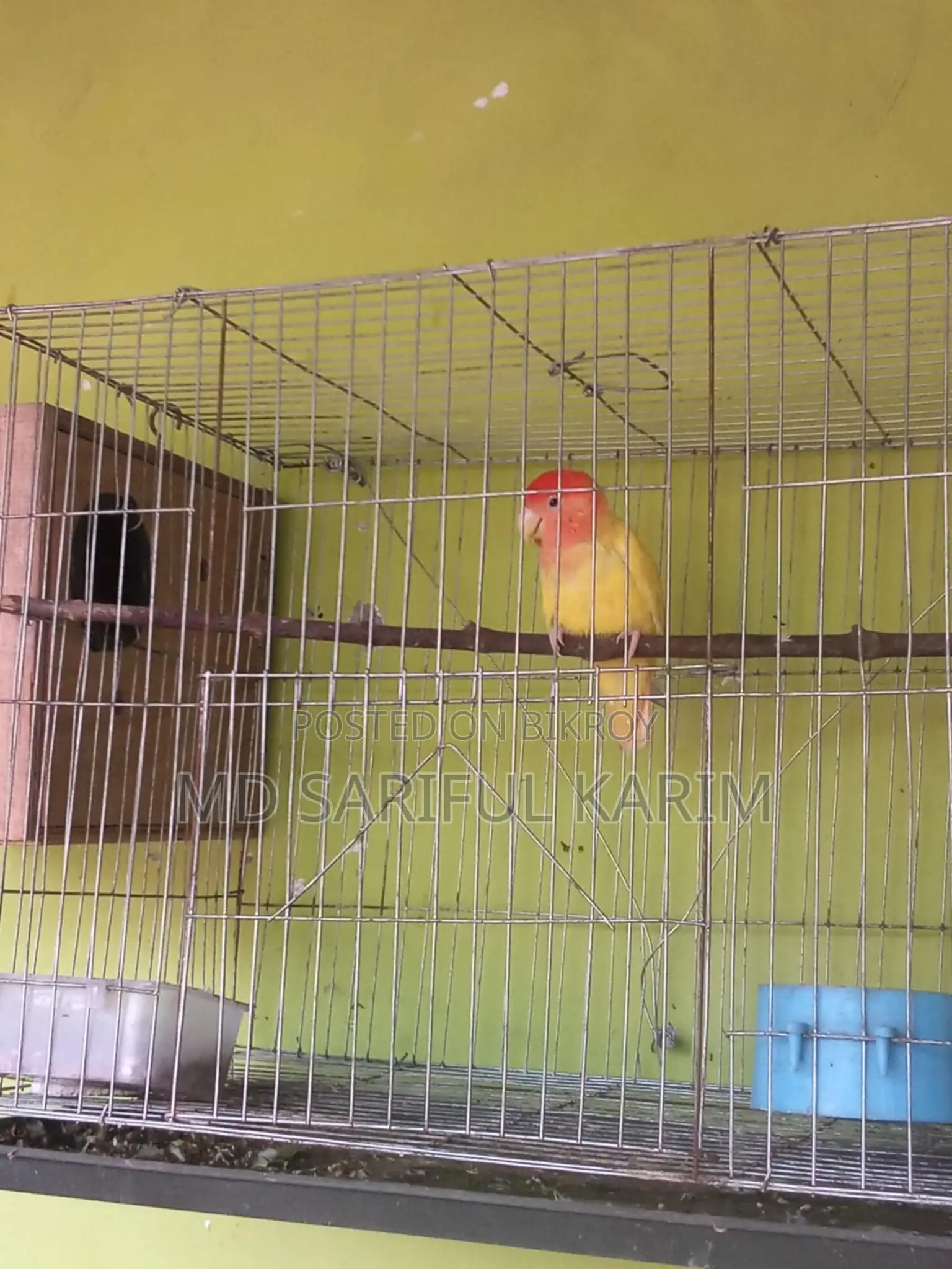 LoveBird Pakhi