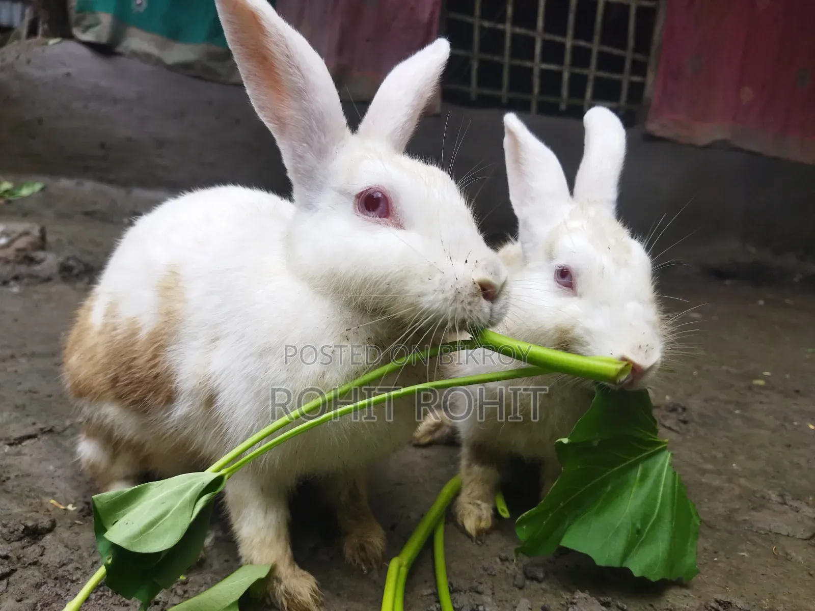 খরগোশ বিক্রি হবে