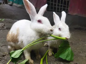 খরগোশ বিক্রি হবে