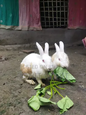 খরগোশ বিক্রি হবে