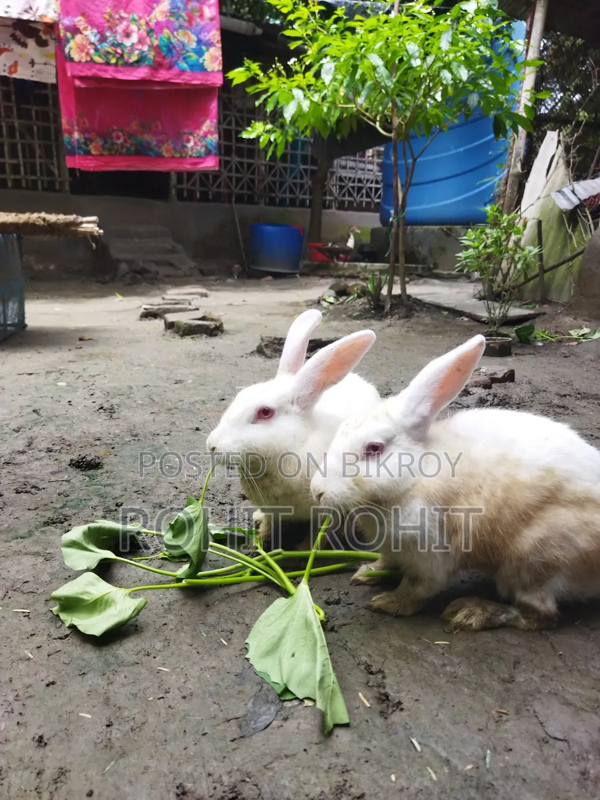 খরগোশ বিক্রি হবে