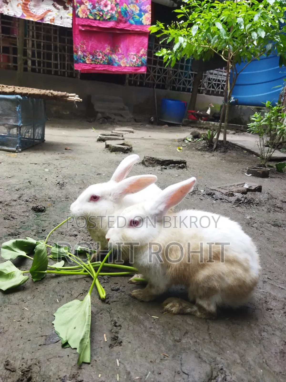 খরগোশ বিক্রি হবে