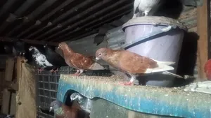 বেশ কিছু কবুতর বিক্রি করবো