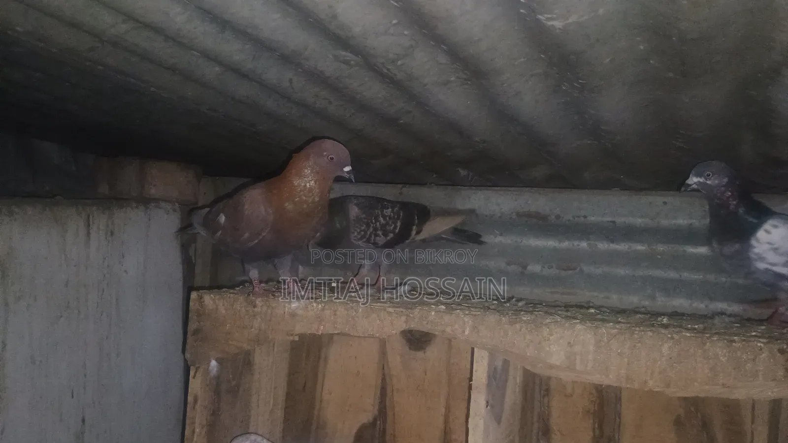 বেশ কিছু কবুতর বিক্রি করবো