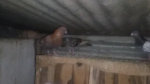 বেশ কিছু কবুতর বিক্রি করবো