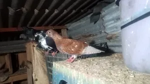 বেশ কিছু কবুতর বিক্রি করবো