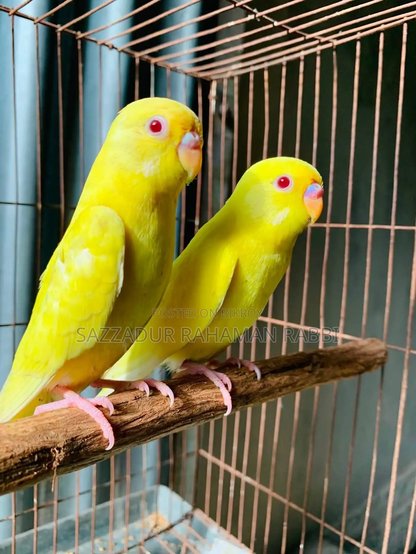 বাজিগর পাখি লুটিনা রেড আই