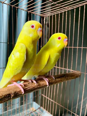 বাজিগর পাখি লুটিনা রেড আই