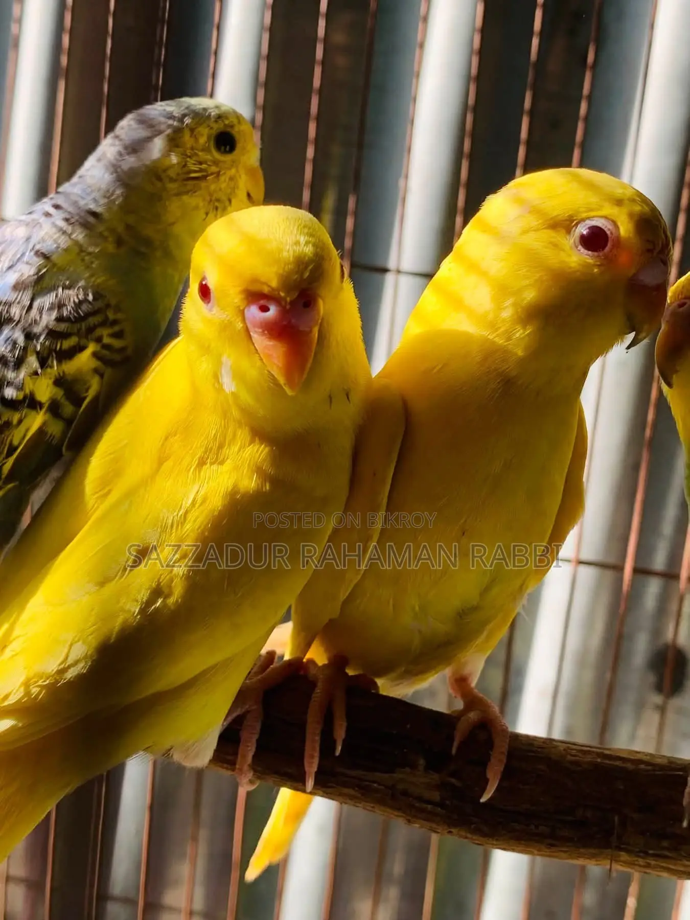বাজিগর পাখি লুটিনা রেড আই