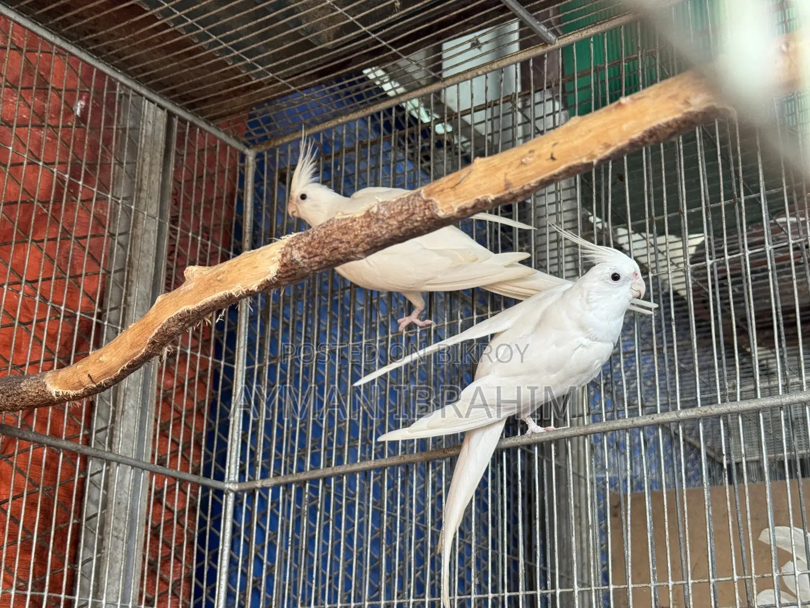 Albino Cockatiel Pair