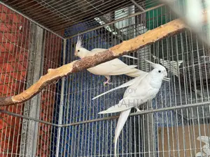 Albino Cockatiel Pair