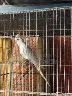 Albino Cockatiel Pair
