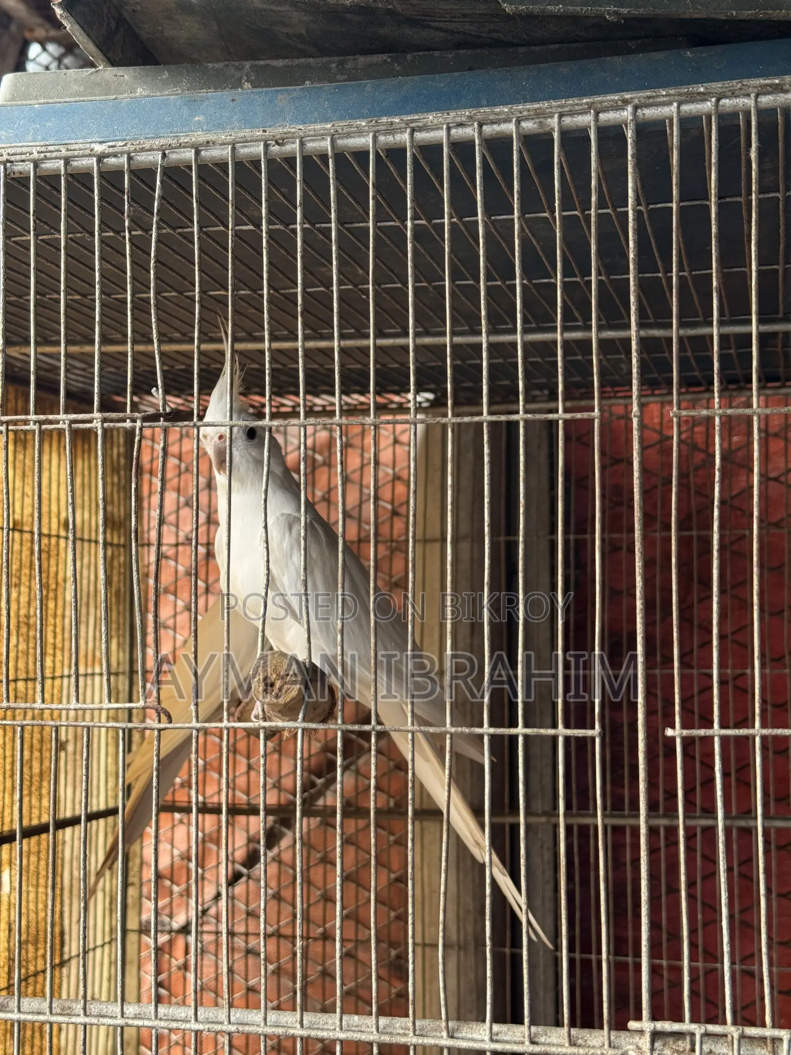 Albino Cockatiel Pair