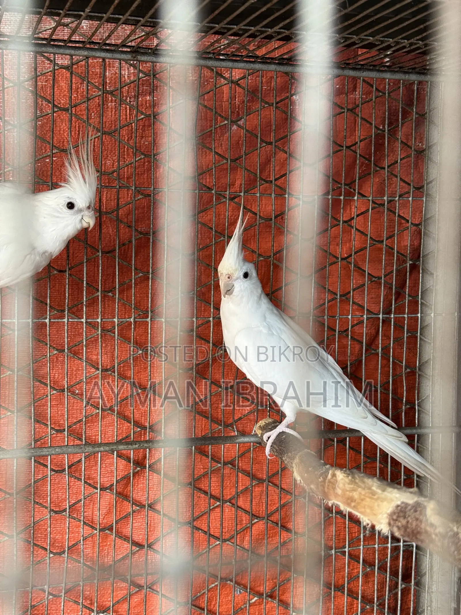 Albino Cockatiel Pair