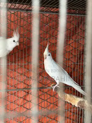 Albino Cockatiel Pair
